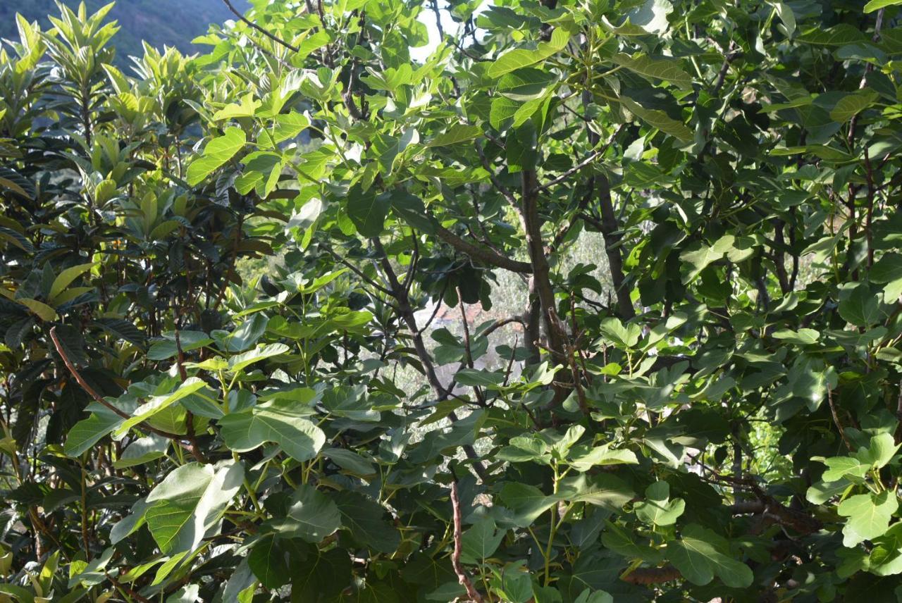 Villa Mischianti غوبيو المظهر الخارجي الصورة